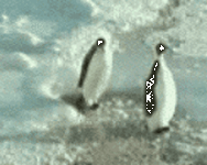 pic for penguins  160x128
